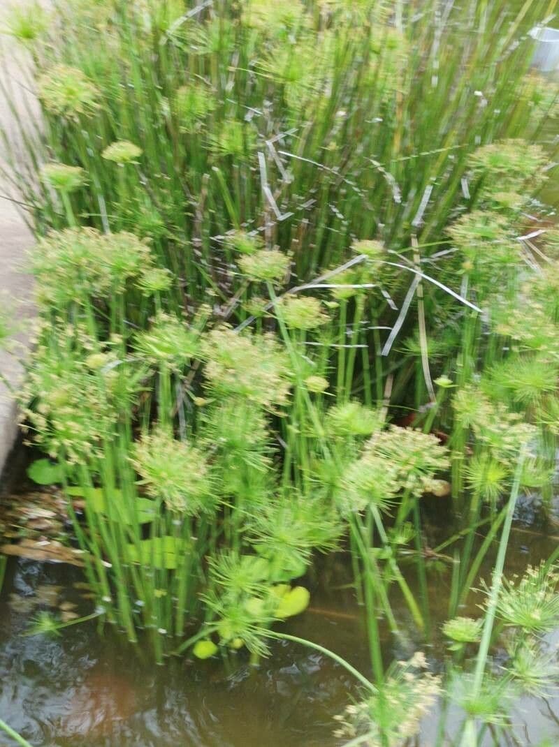 Cyperus haspan