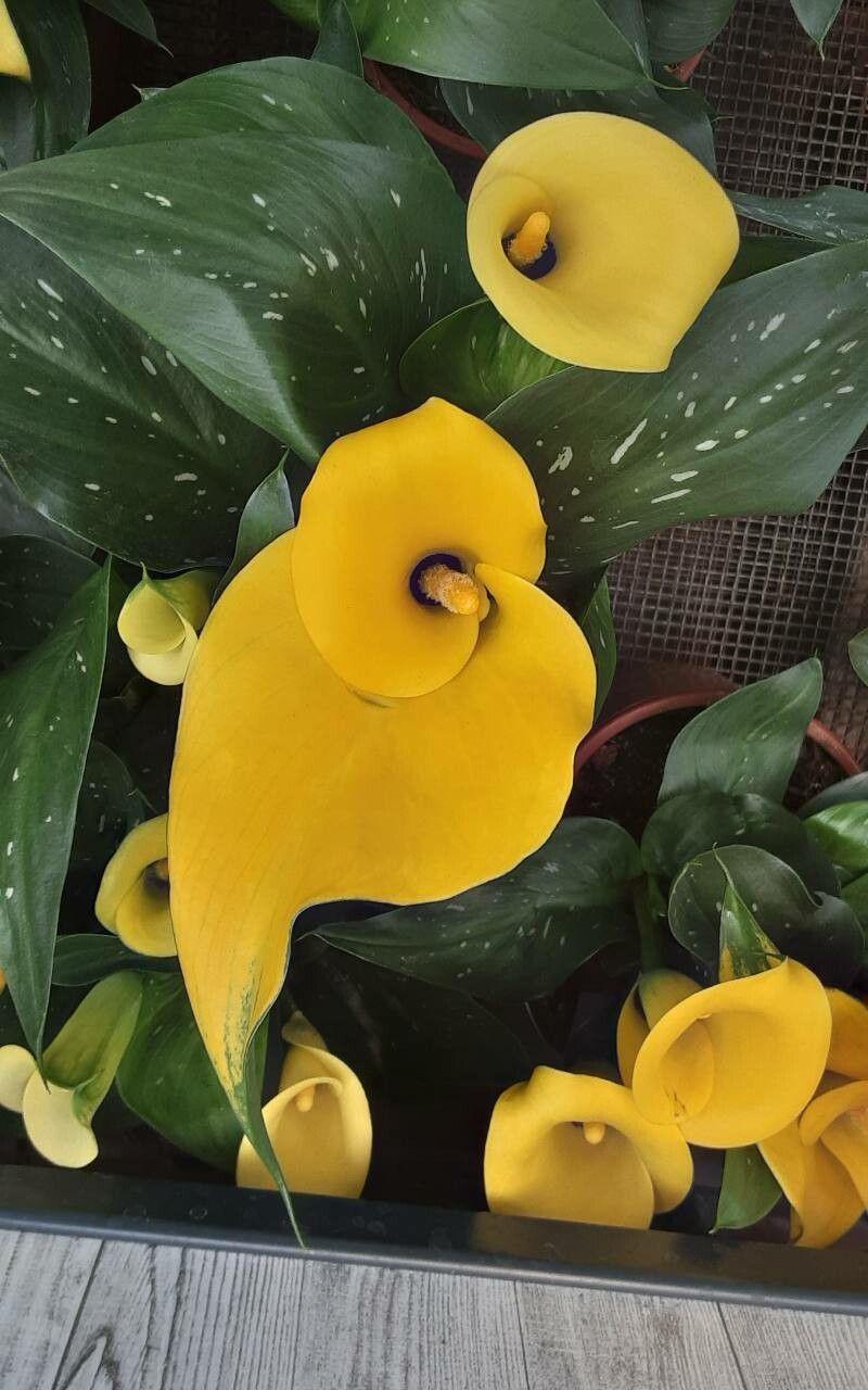 Zantedeschia elliottiana