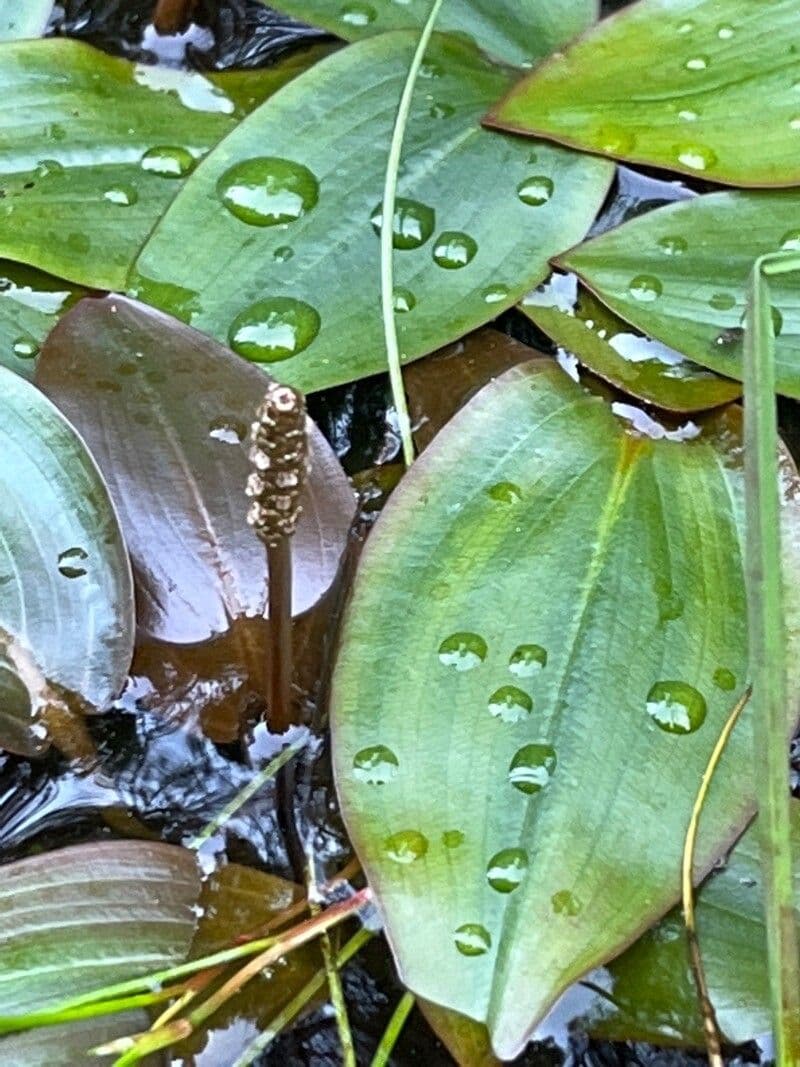 Potamogeton polygonifolius