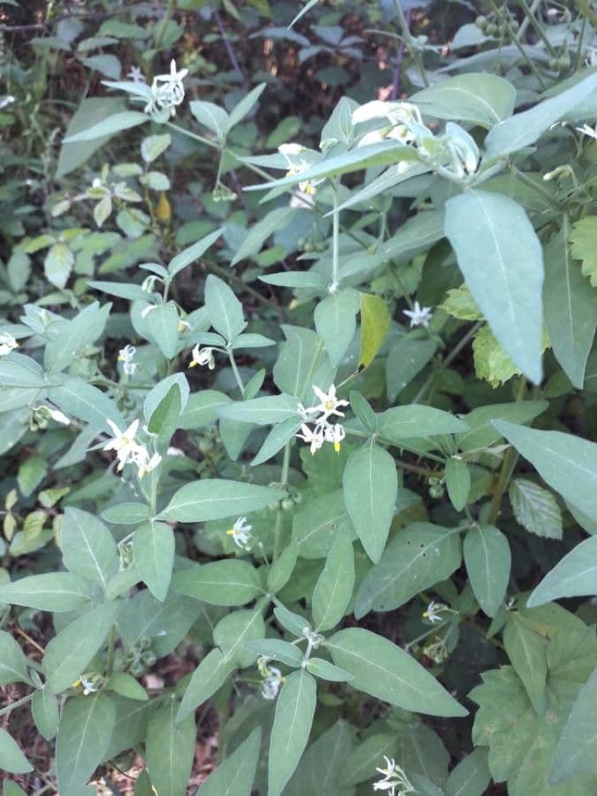 Solanum chenopodioides
