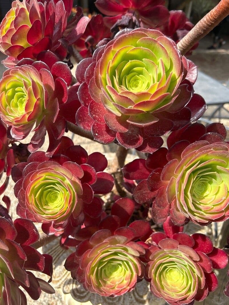 Aeonium arboreum