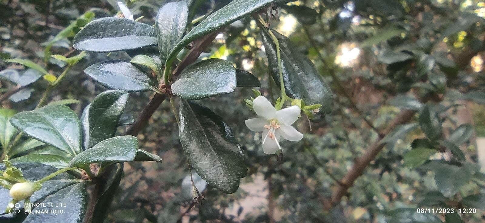 Ehretia microphylla