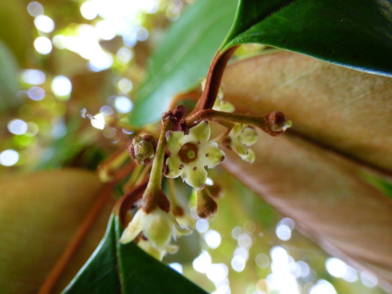 Chrysophyllum cainito
