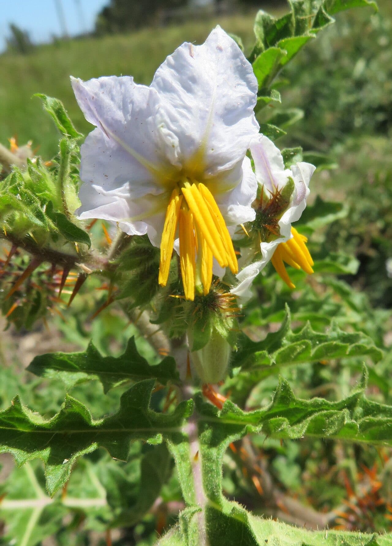 Solanum linnaeanum
