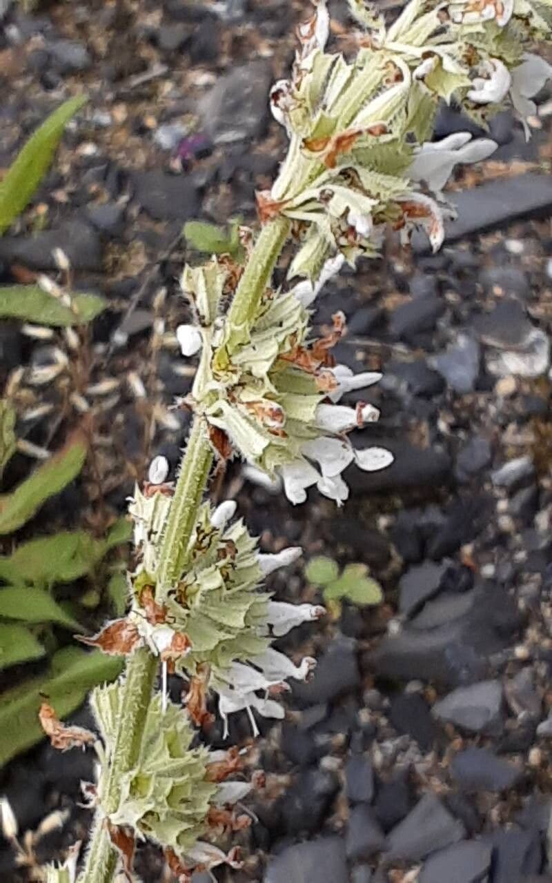 Salvia verticillata