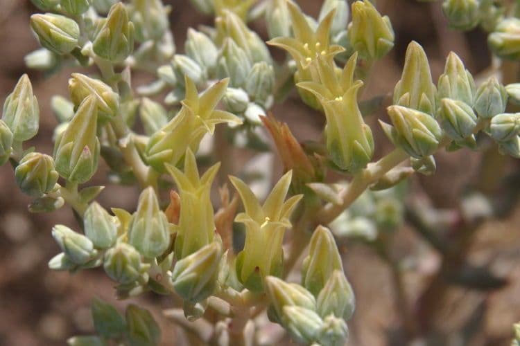 Dudleya abramsii