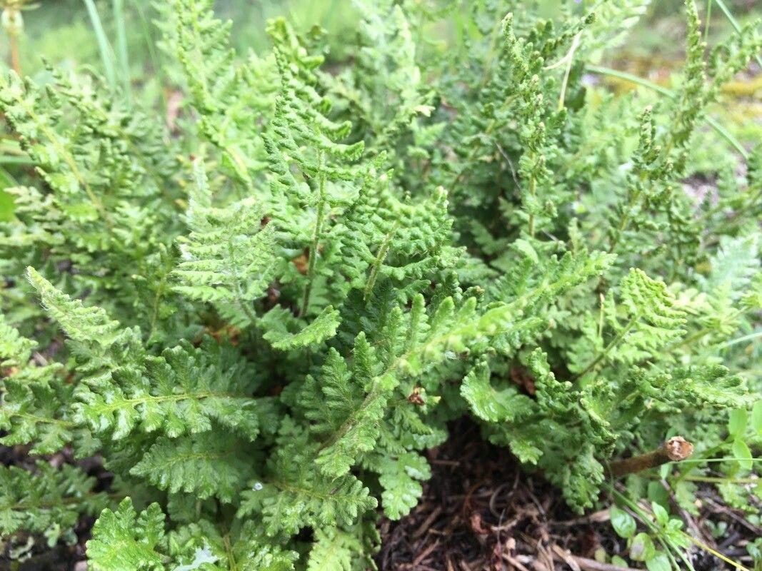 Woodsia ilvensis