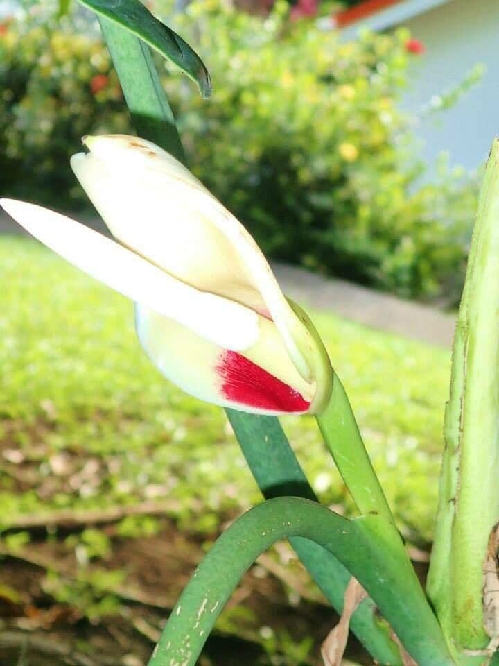 Philodendron wendlandii