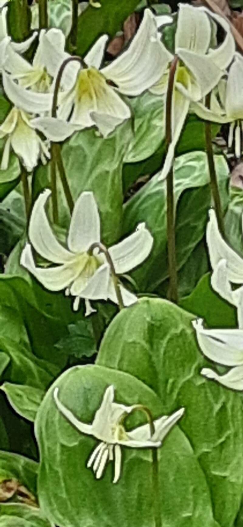 Erythronium oregonum