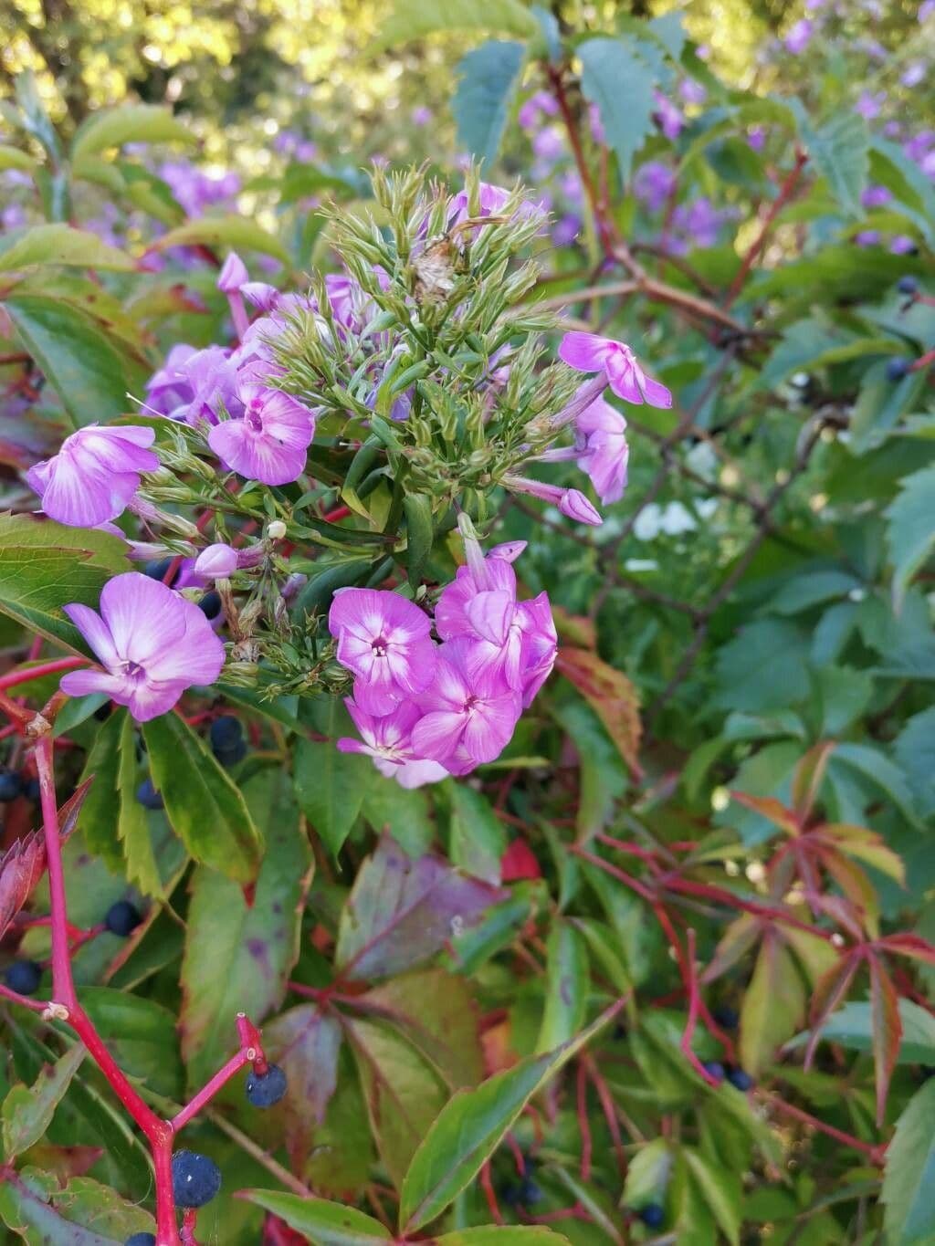 Phlox maculata