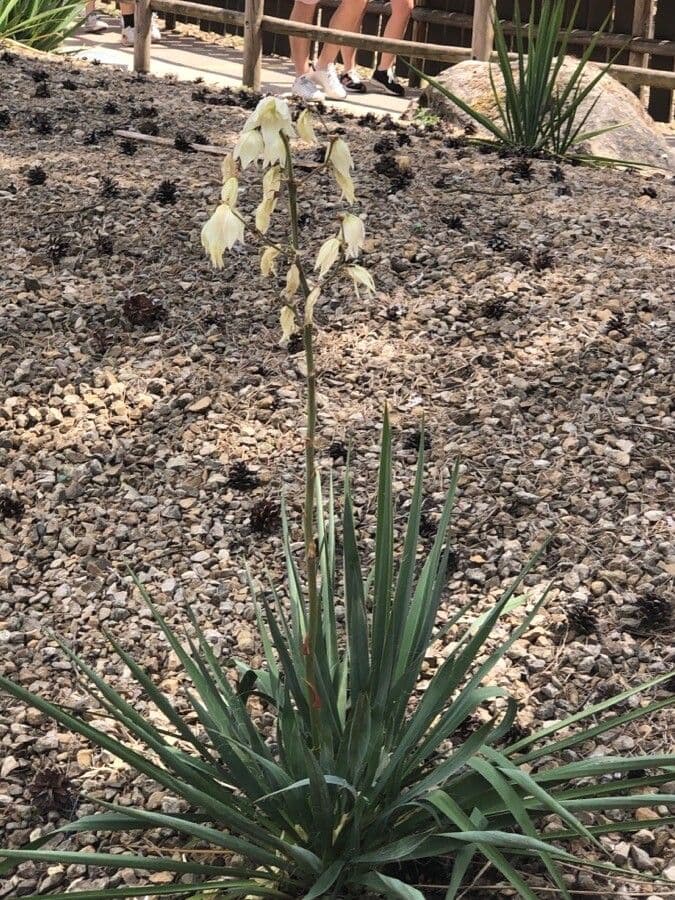 Yucca pallida