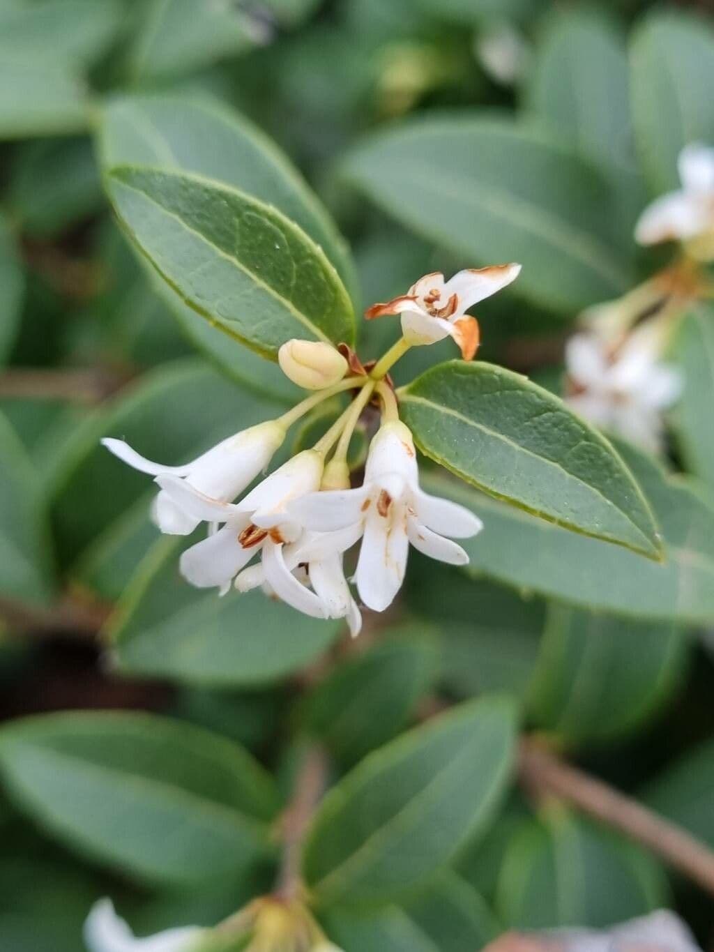 Phillyrea latifolia