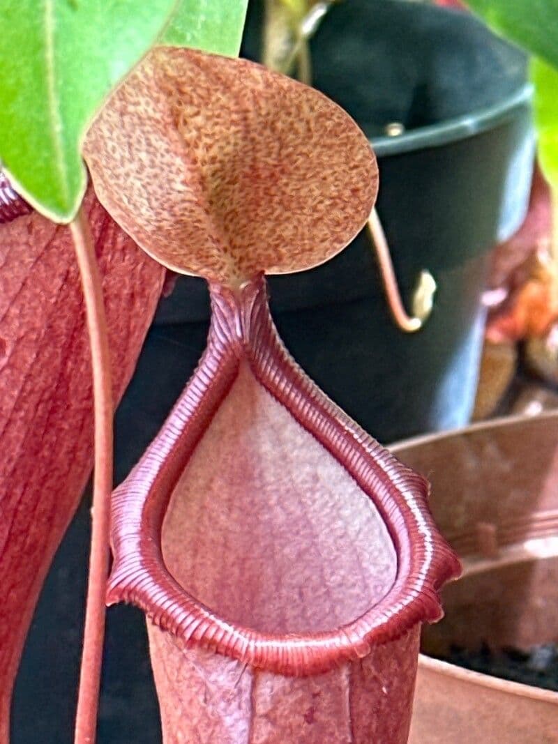 Nepenthes alata