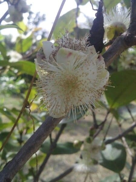 Eugenia mespiloides