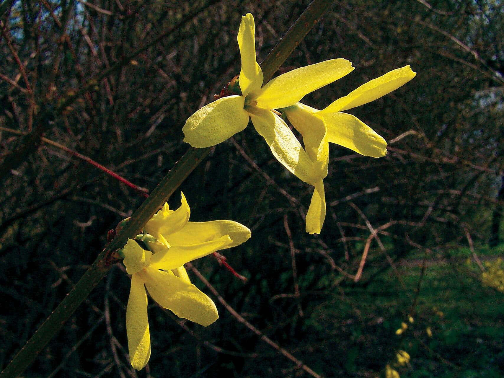 Forsythia suspensa