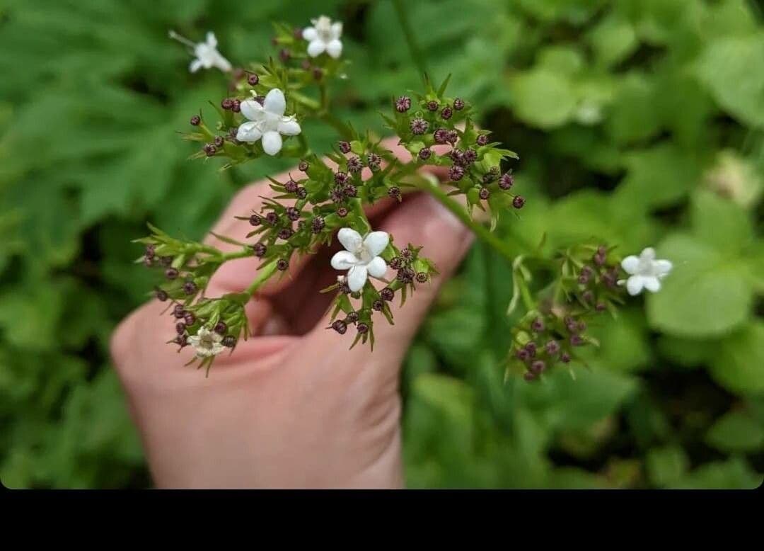 Valeriana sitchensis