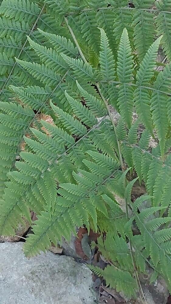 Macrothelypteris torresiana