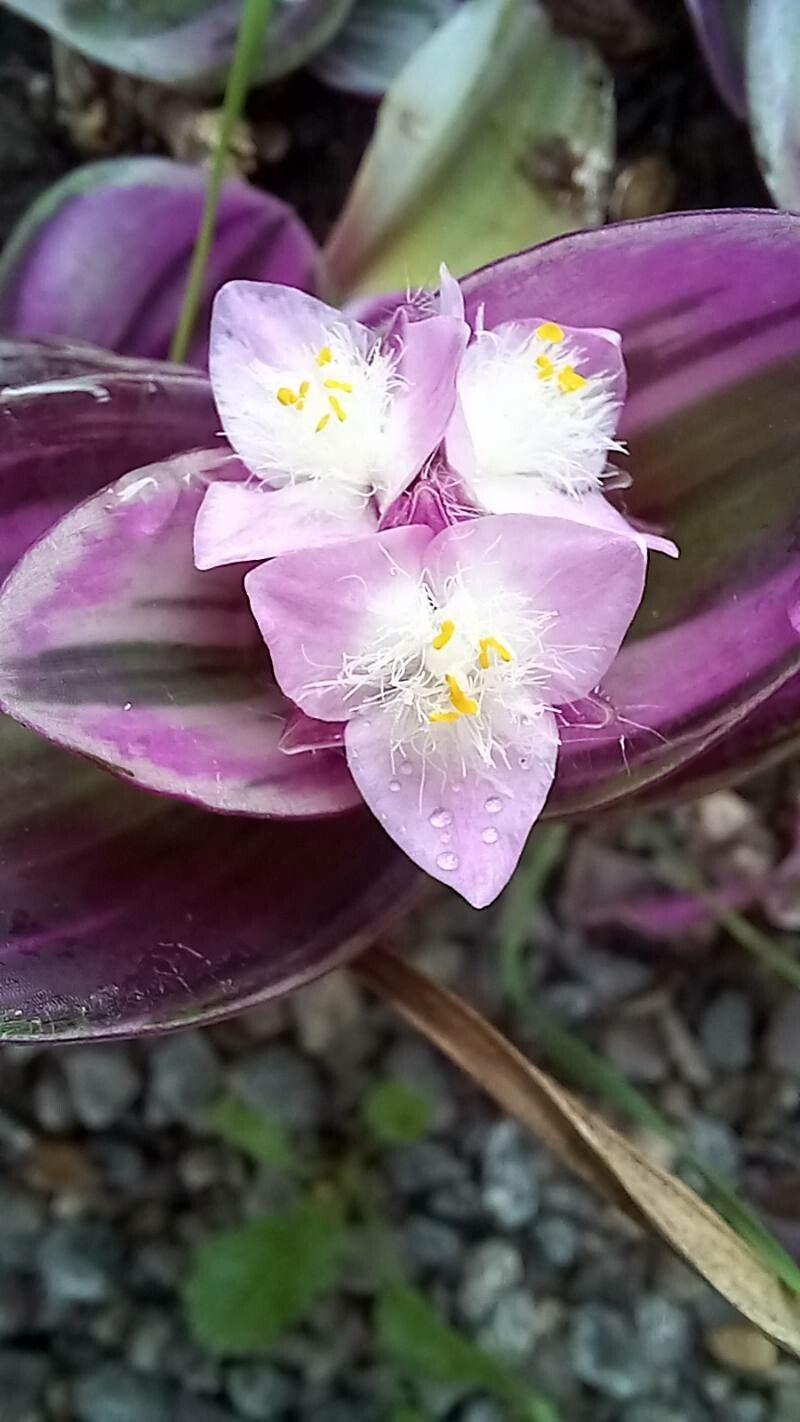 Tradescantia cerinthoides