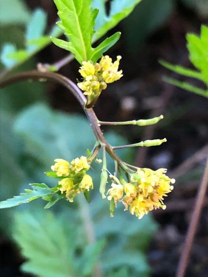 Rorippa palustris
