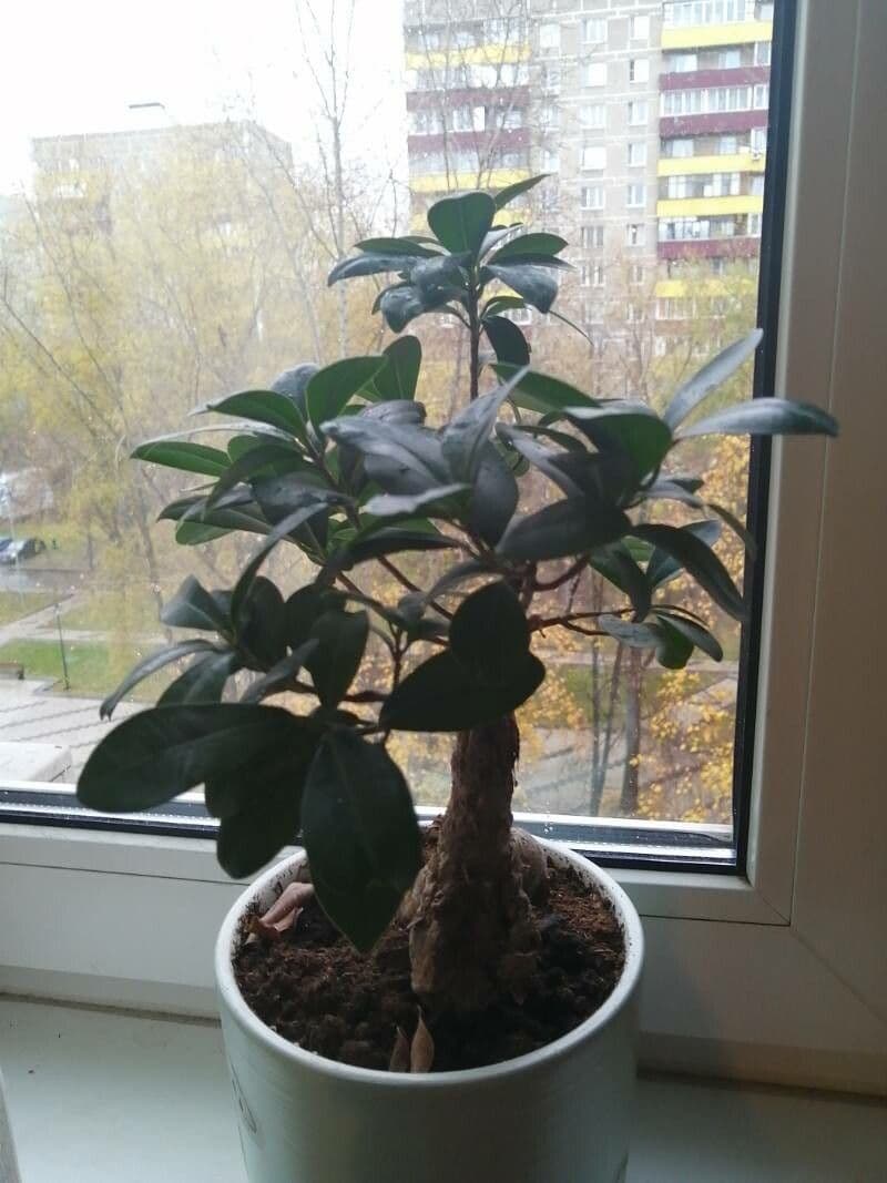 Ficus microcarpa