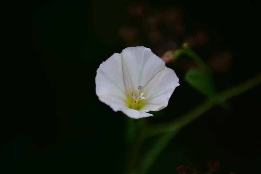 Convolvulus arvensis