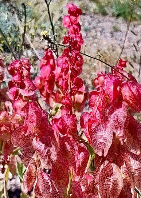 Rumex vesicarius