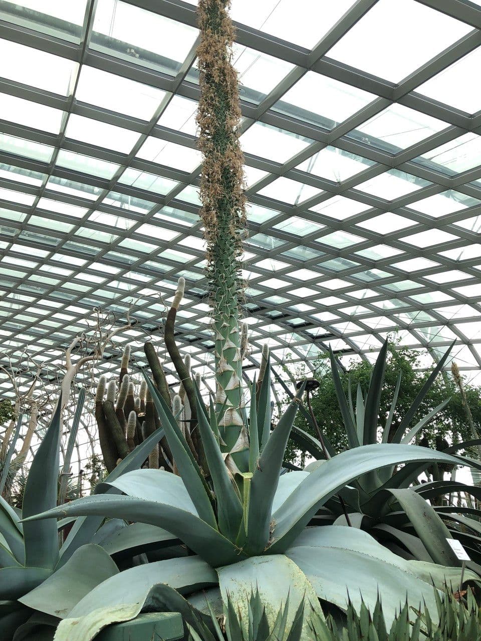 Agave guiengola