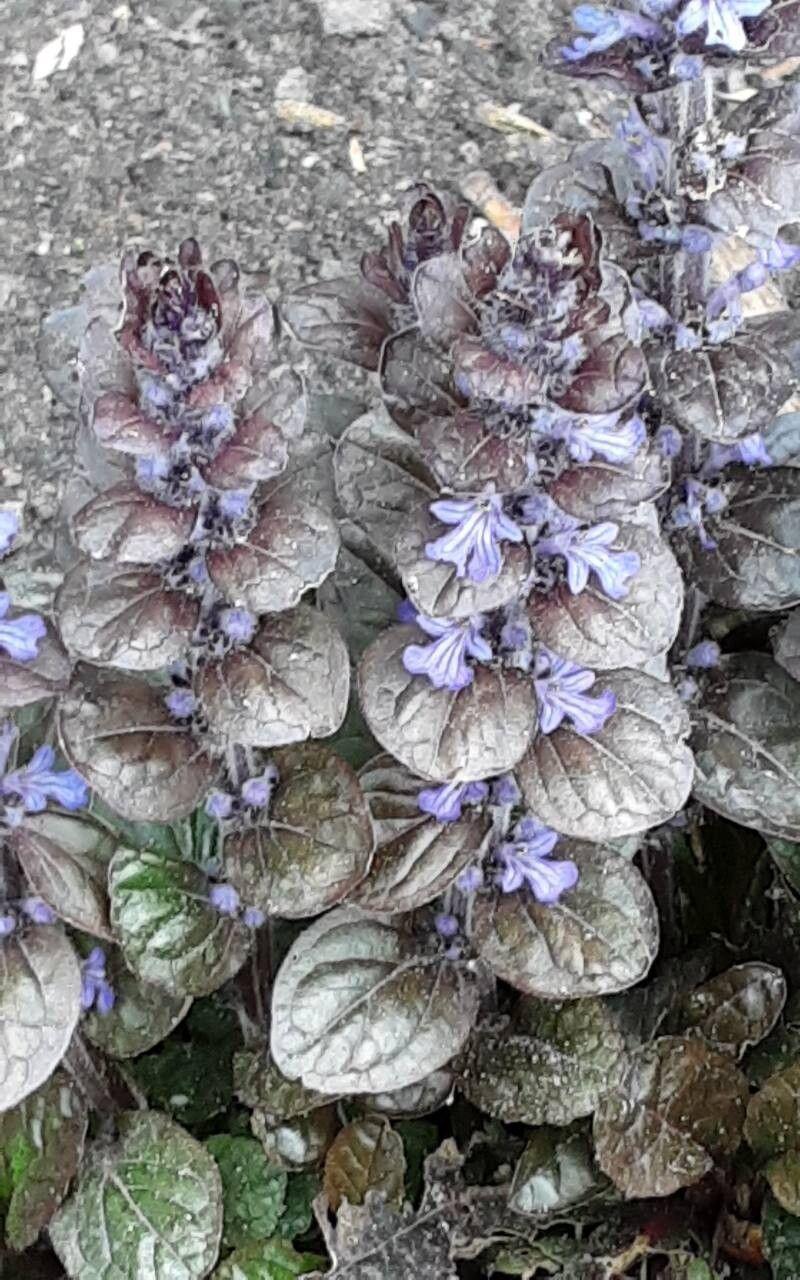 Ajuga pyramidalis