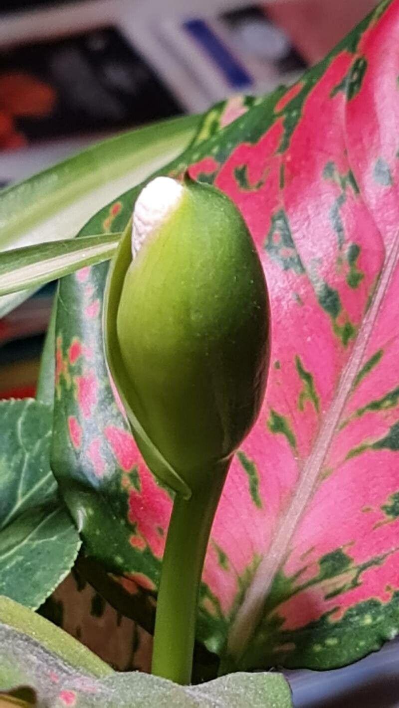 Aglaonema commutatum