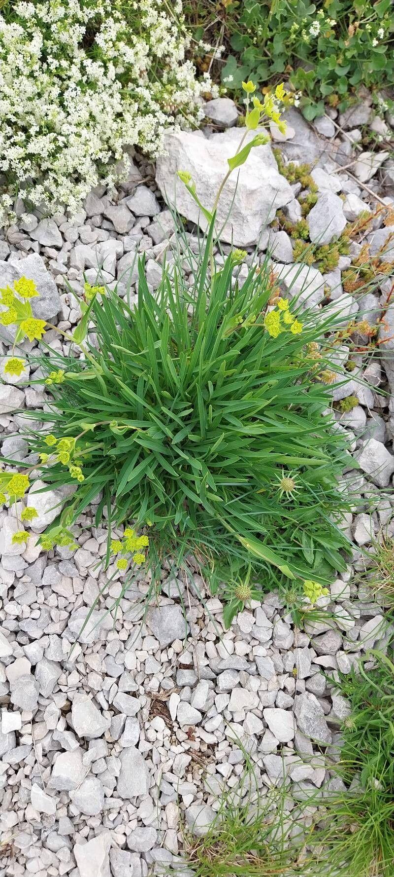 Bupleurum ranunculoides