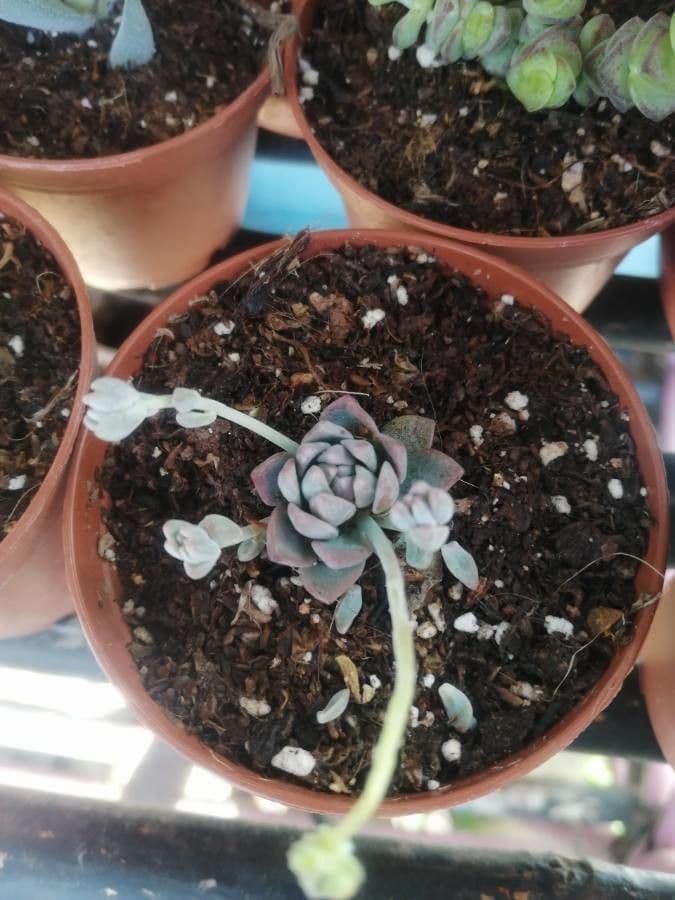 Echeveria prolifica