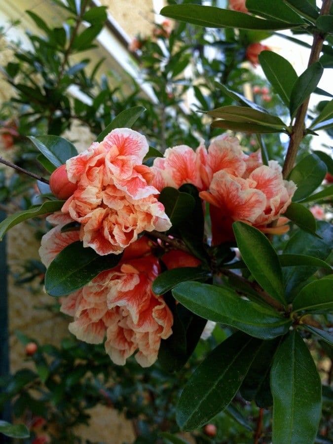 Punica granatum