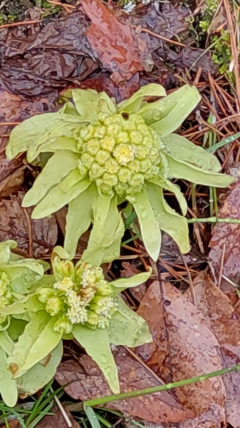 How To Grow Petasites japonicus | EarthOne