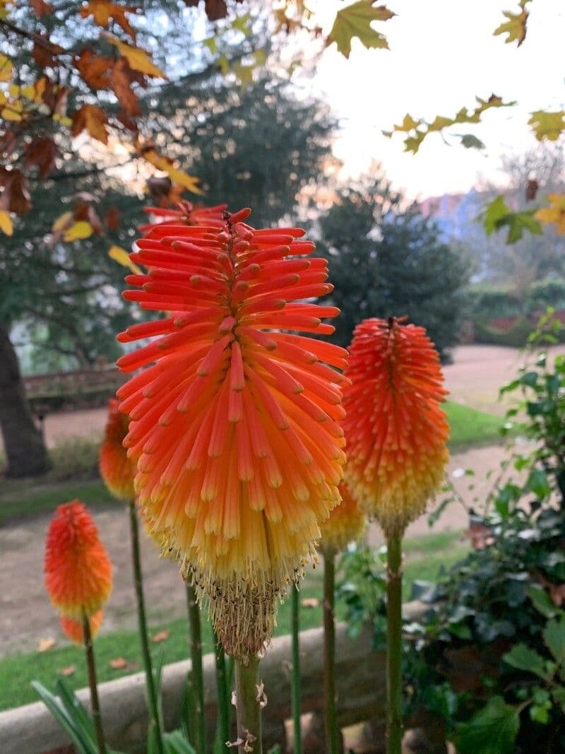 Kniphofia linearifolia