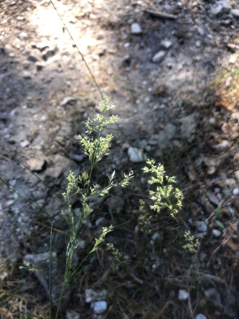 Agrostis stolonifera