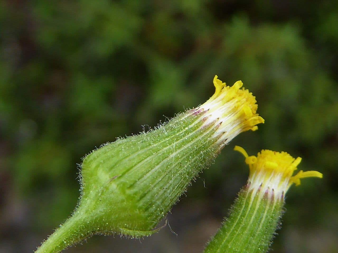 Senecio lividus