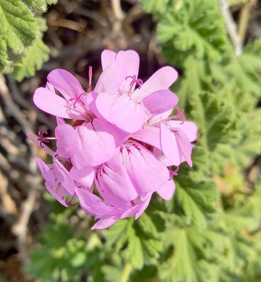 Pelargonium graveolens