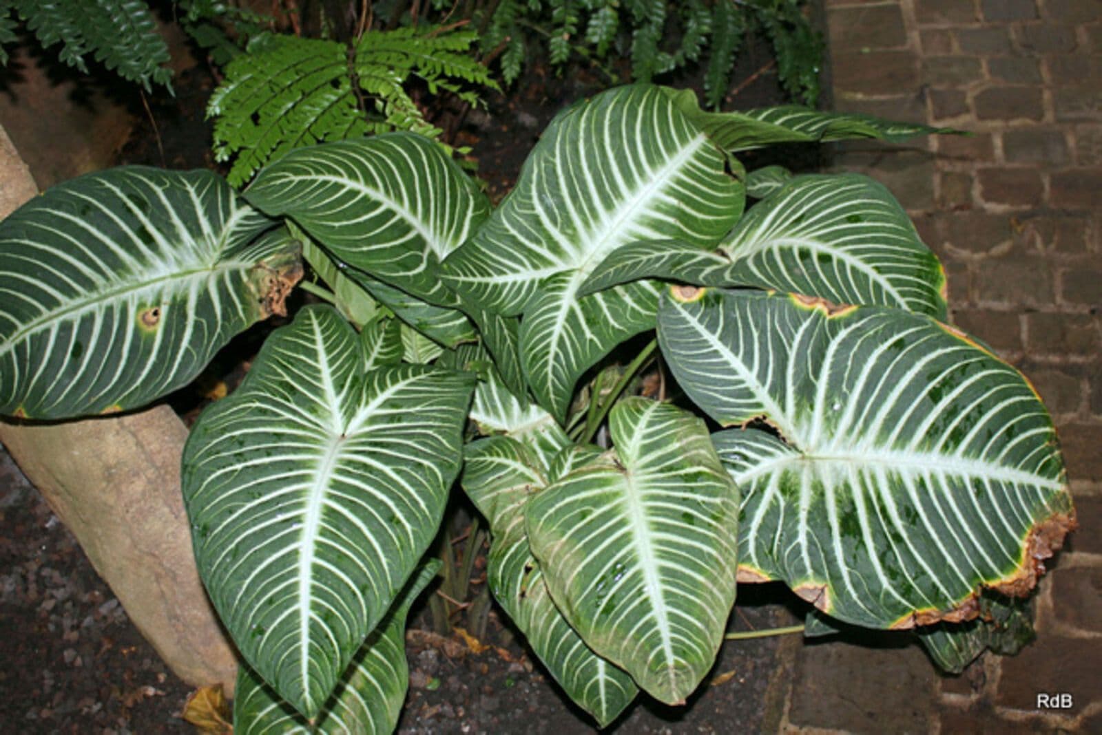 Phyllotaenium lindenii