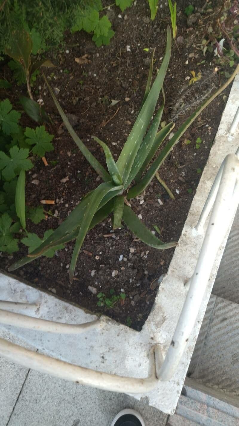 Aloe pseudorubroviolacea