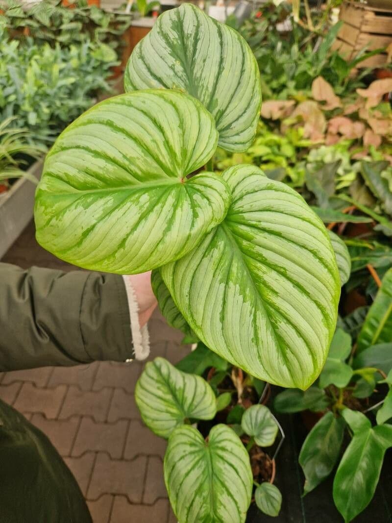 Philodendron mamei