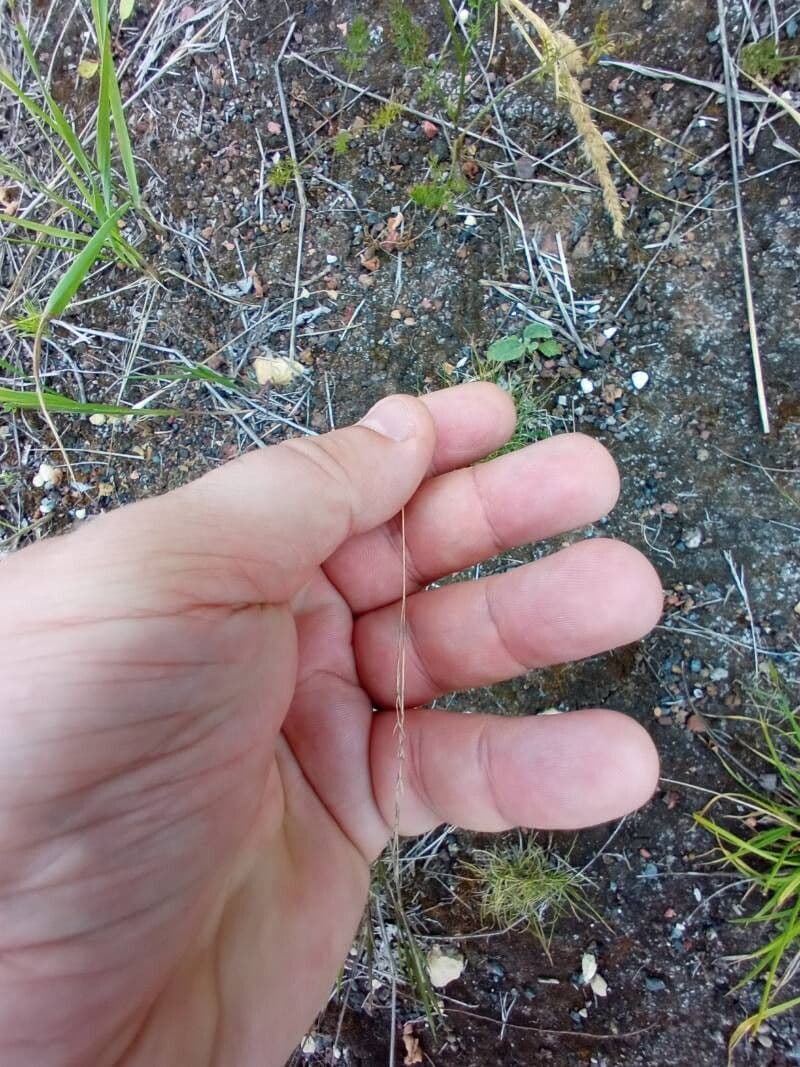 Festuca huonii
