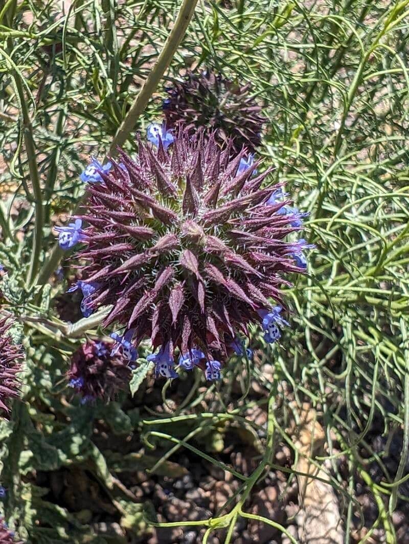 Salvia columbariae