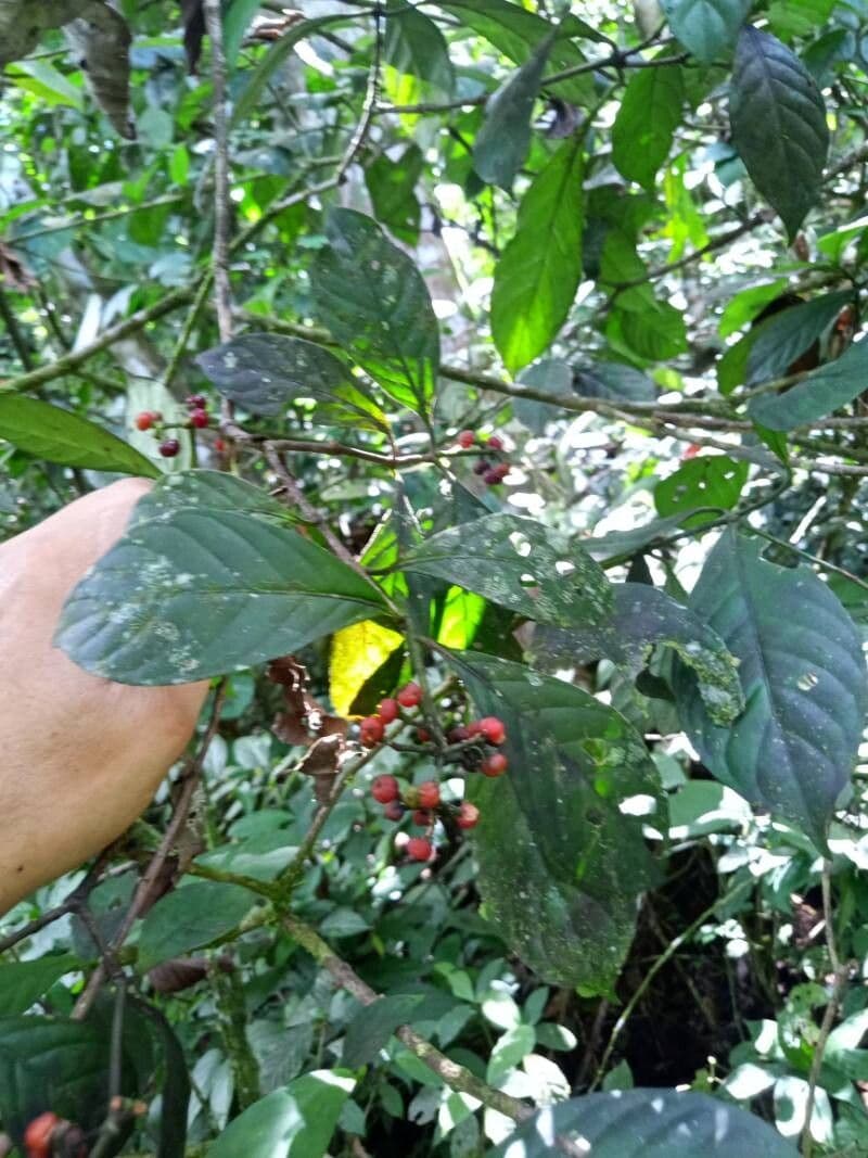 Psychotria cupularis