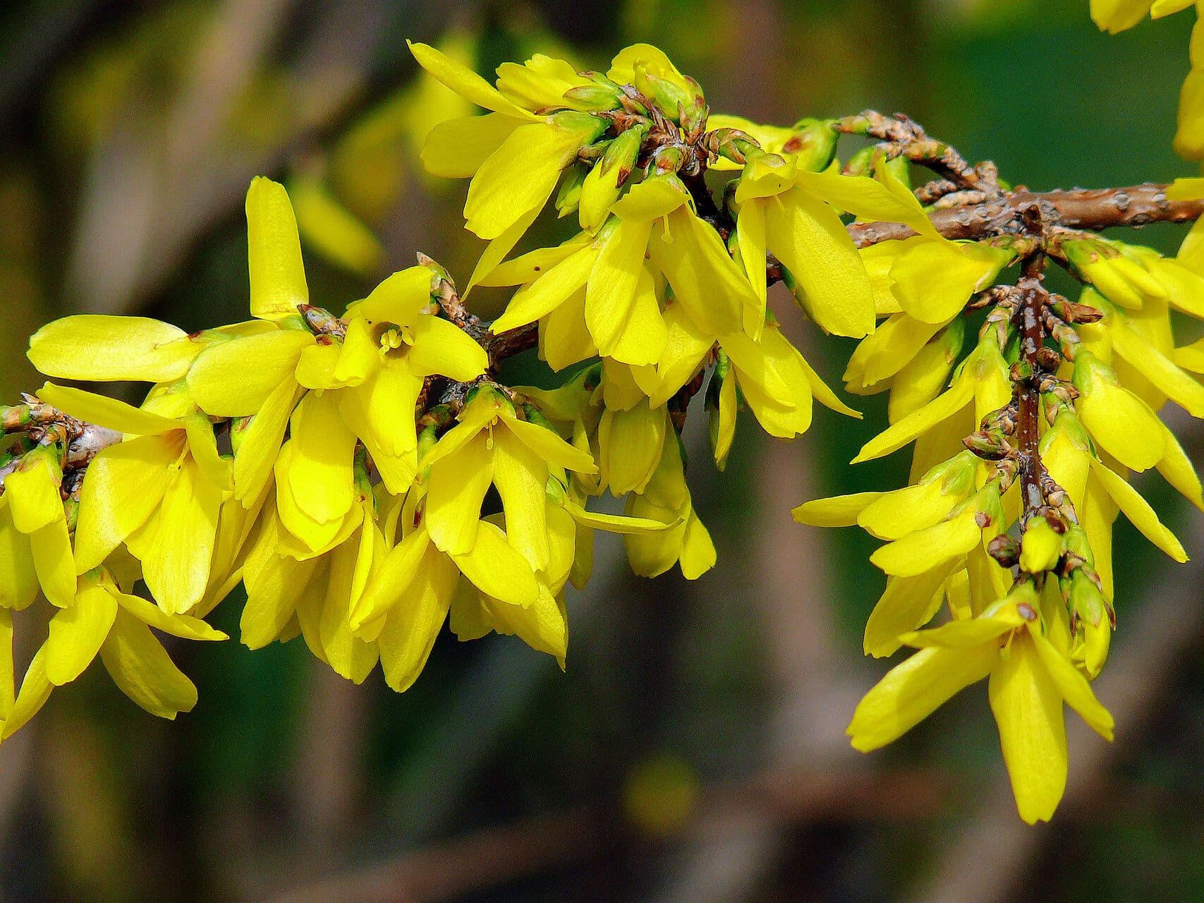 Forsythia suspensa