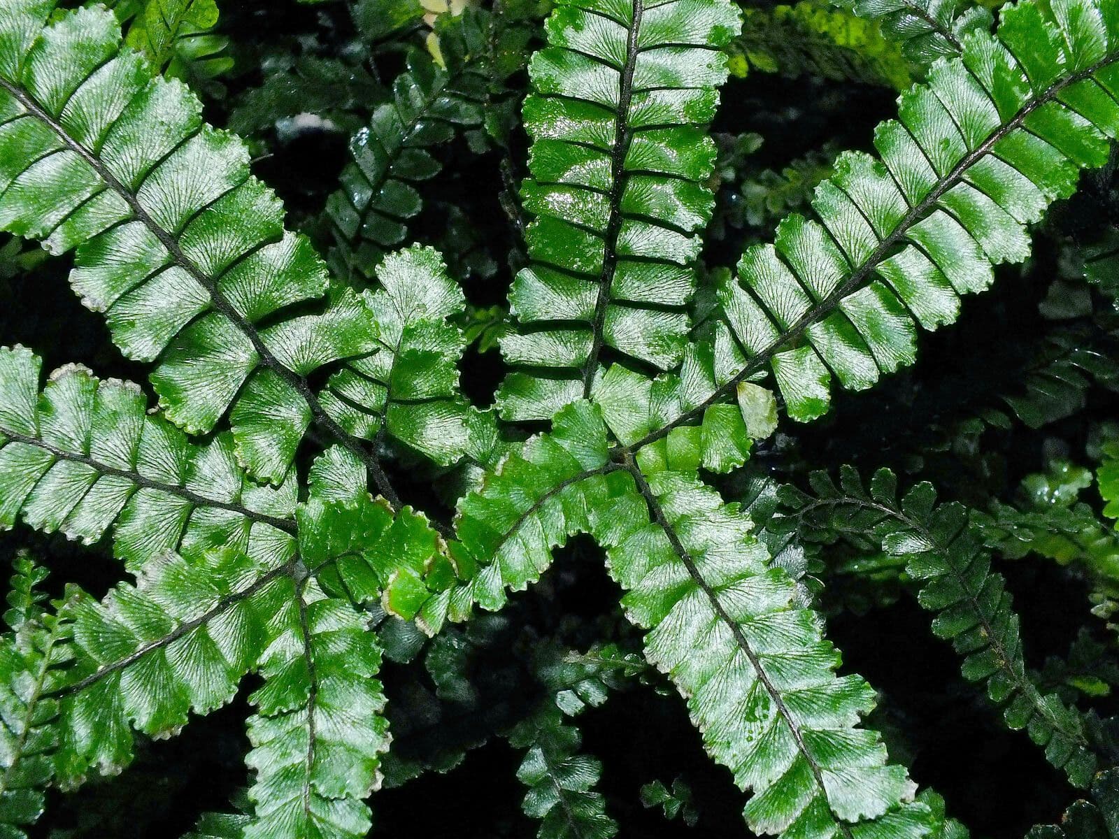 Adiantum hispidulum