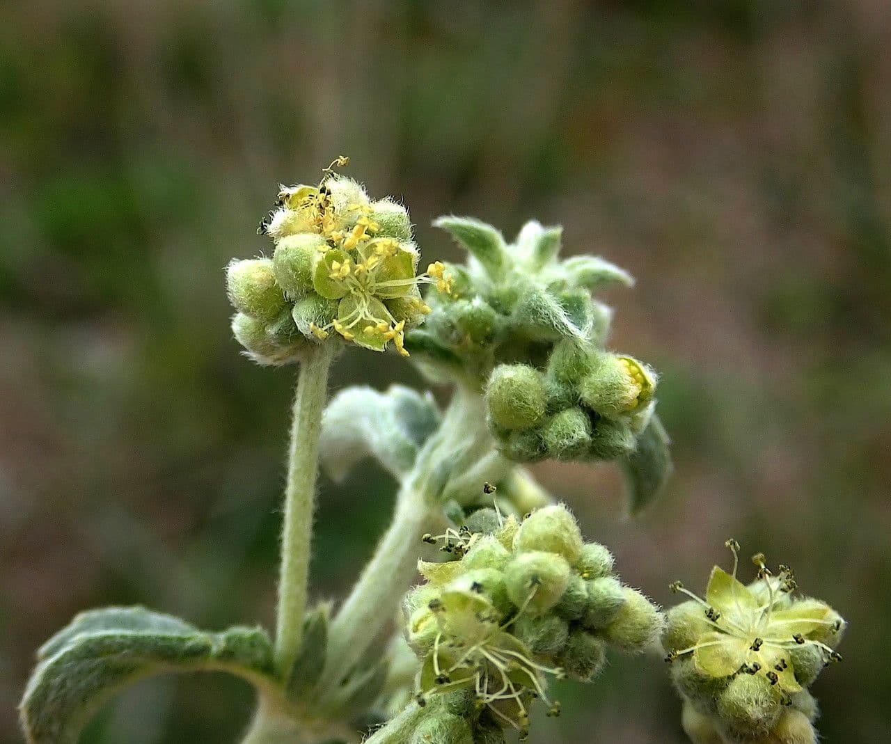 Mercurialis tomentosa