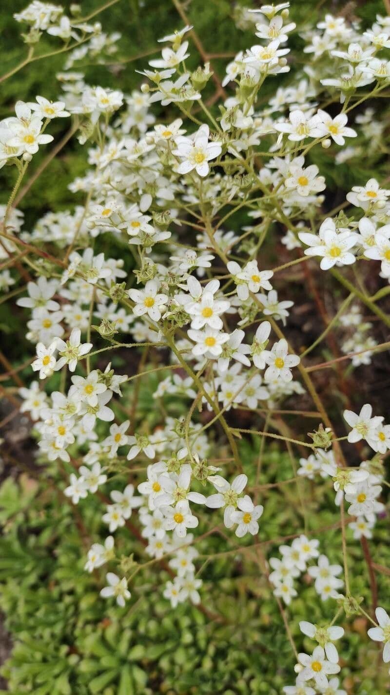 Saxifraga hostii
