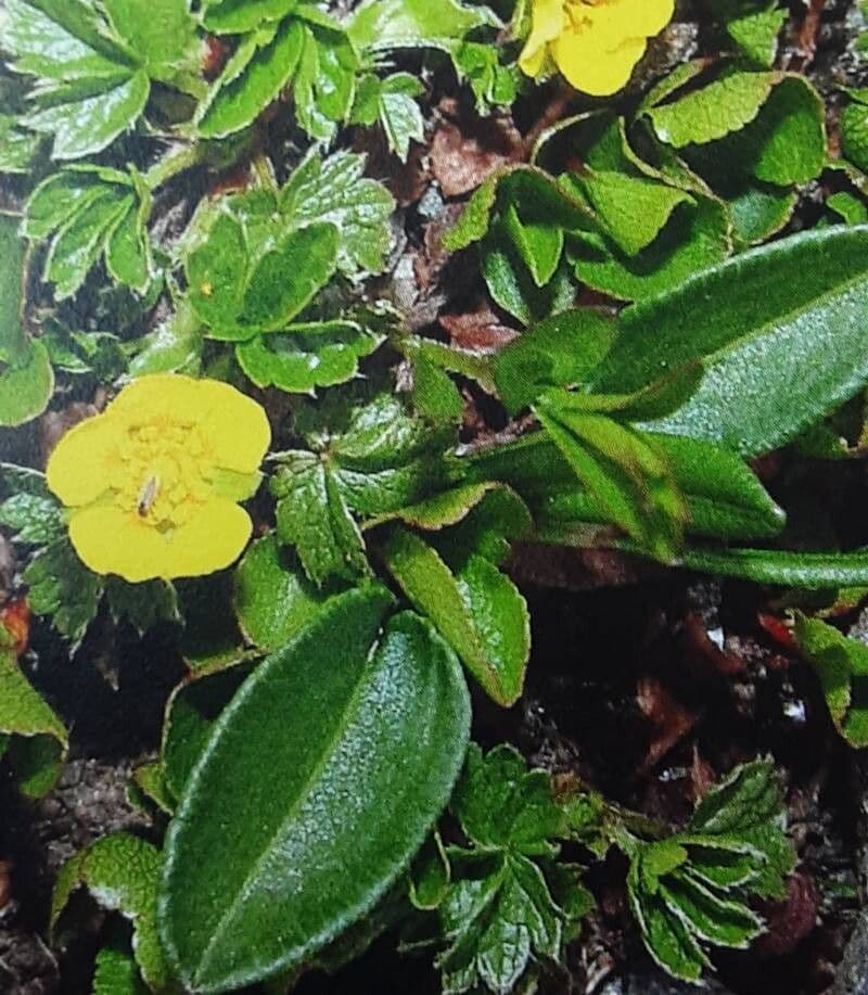 Potentilla brauneana