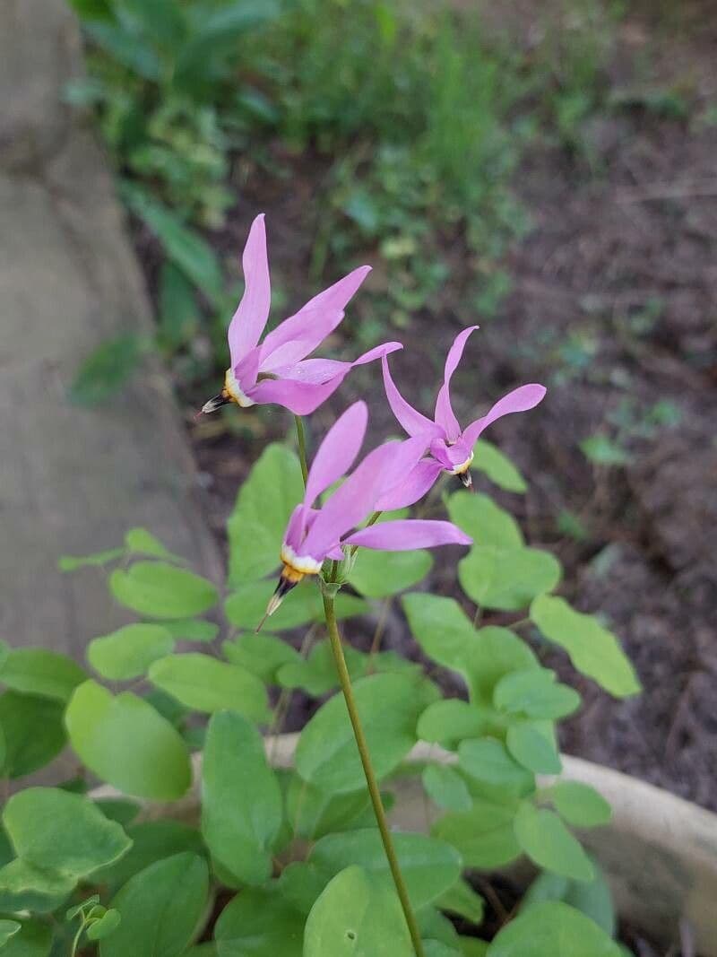 Primula meadia