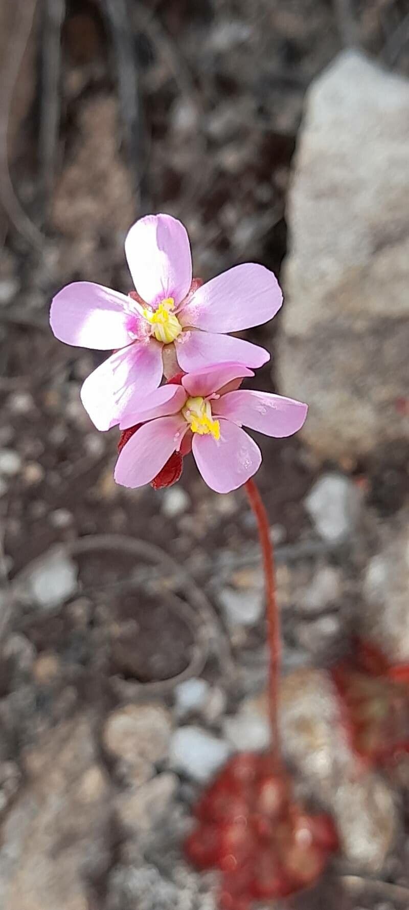 Drosera aliciae